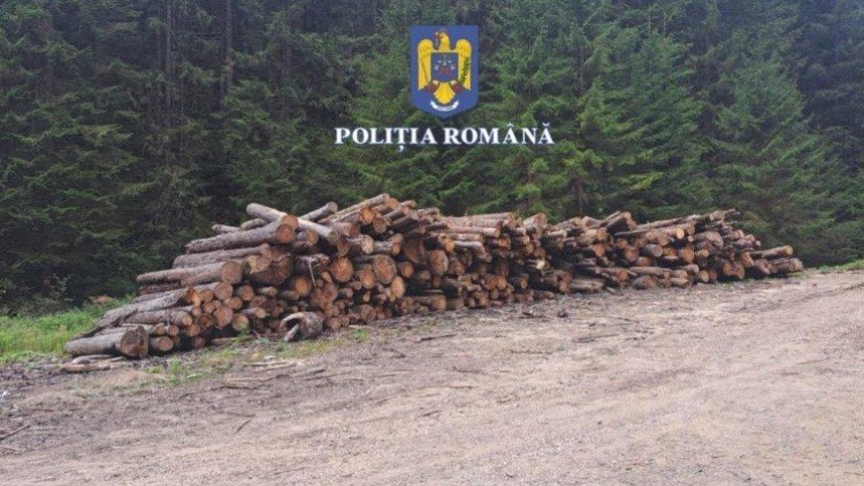 Tăieri ilegale masive de lemn la Racoș