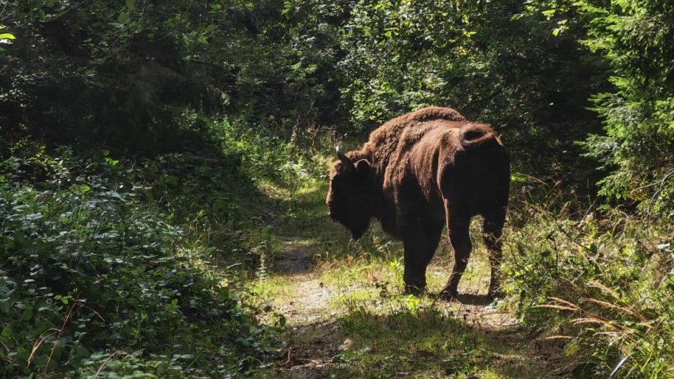 Zimbrii din Munții Făgăraș au ajuns la Zărnești
