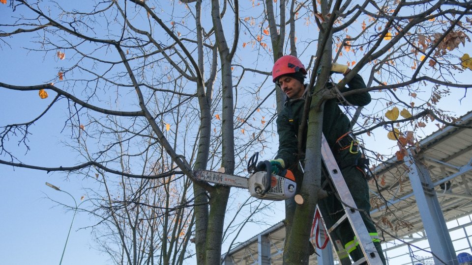 Specialiștii în silvicultură: "Tăierile controlate de arbori, o măsură necesară pentru siguranța oamenilor"