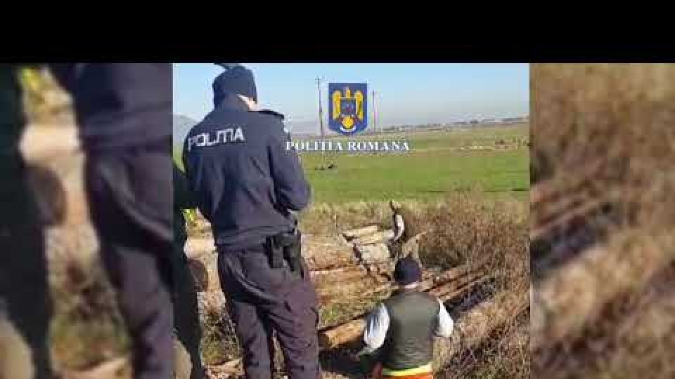 VIDEO Material lemnos în valoare de aproape 2 milioane de lei confiscat de polițiștii din Brașov