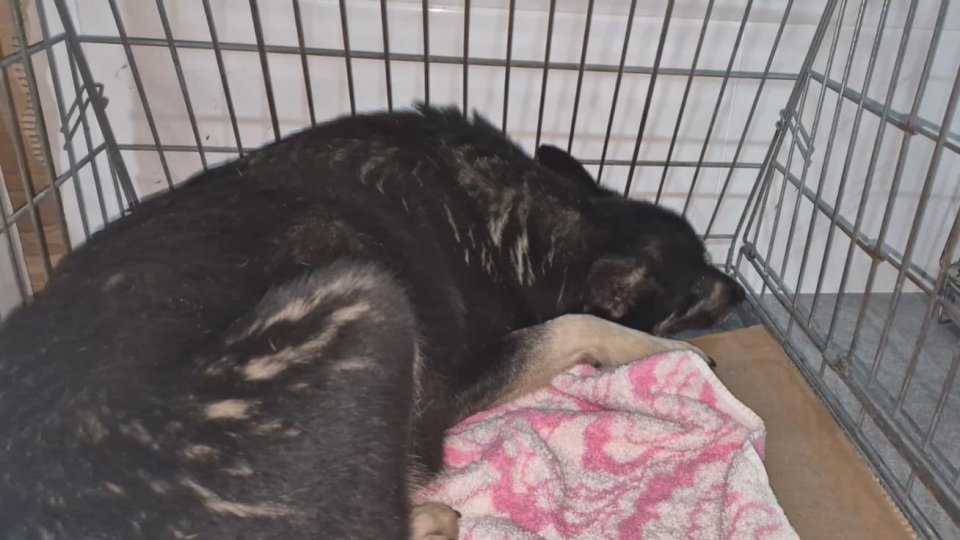 10 câini de la adăpostul din Suraia au fost preluați de Asociația Milioane de Prieteni