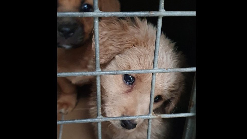 Bărbat filmat în timp ce arunca de la înălțime doi cățeluși | VIDEO