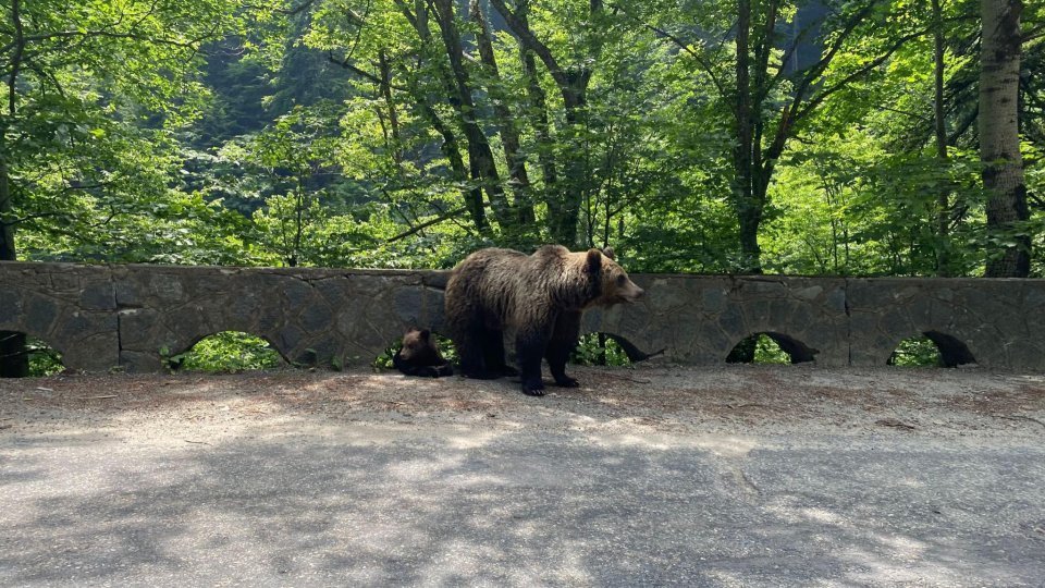 România şi Slovacia au cerut o flexibilizare a gestionării populaţiilor de urs brun