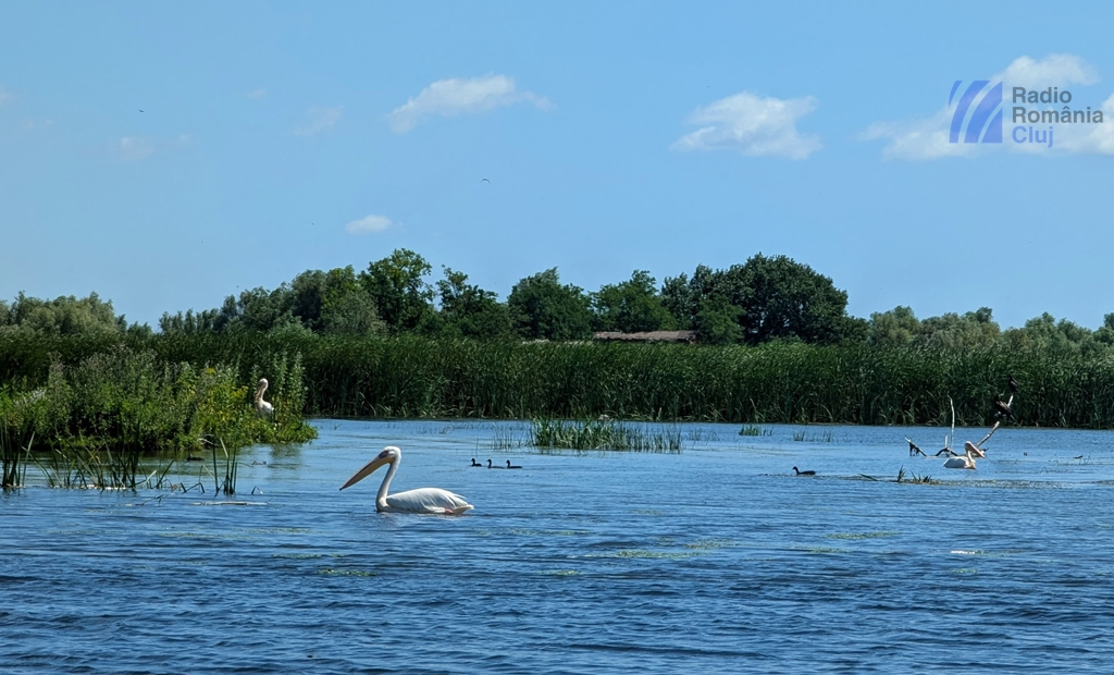 pelicani Dunăre