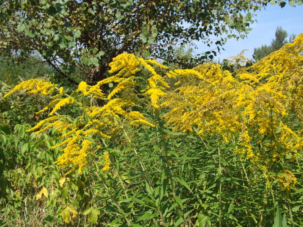 Grijă mare la plantele invazive! / FOTO: Conservation Carpathia