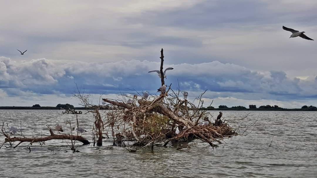 Lacul Uzlina / Pelicani / Delta Dunării