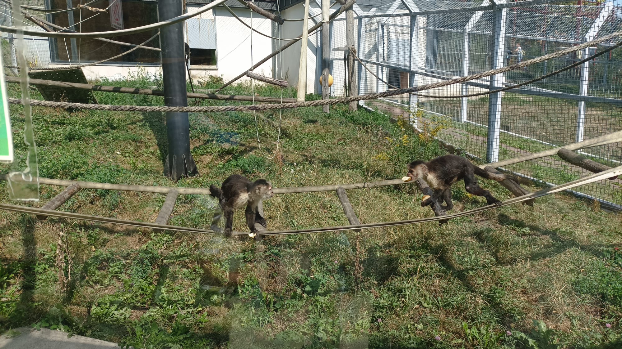 Ziua Internațională a Primatelor / Zoo Brașov /