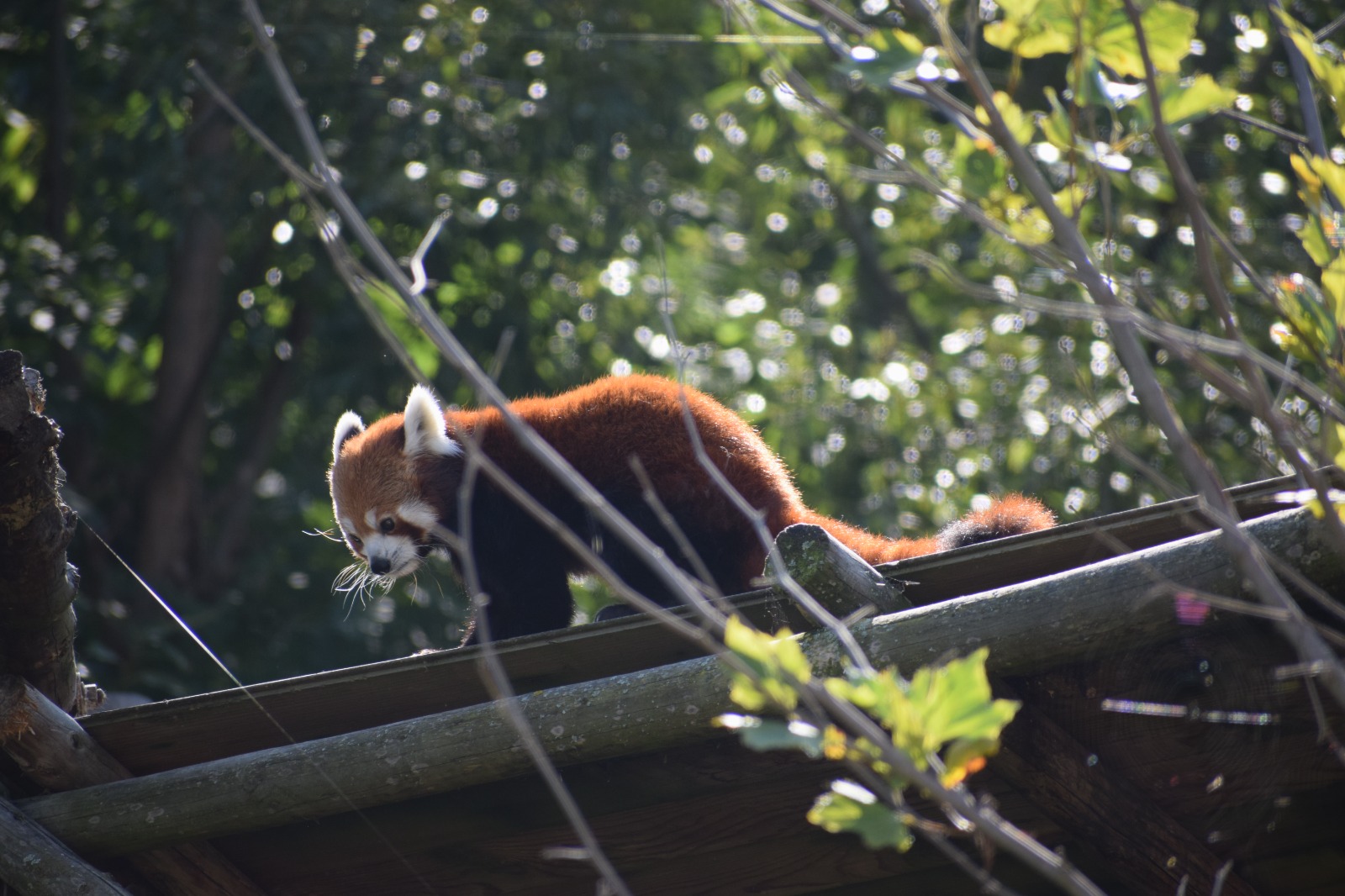 Panda roșu / Zoo Brașov /