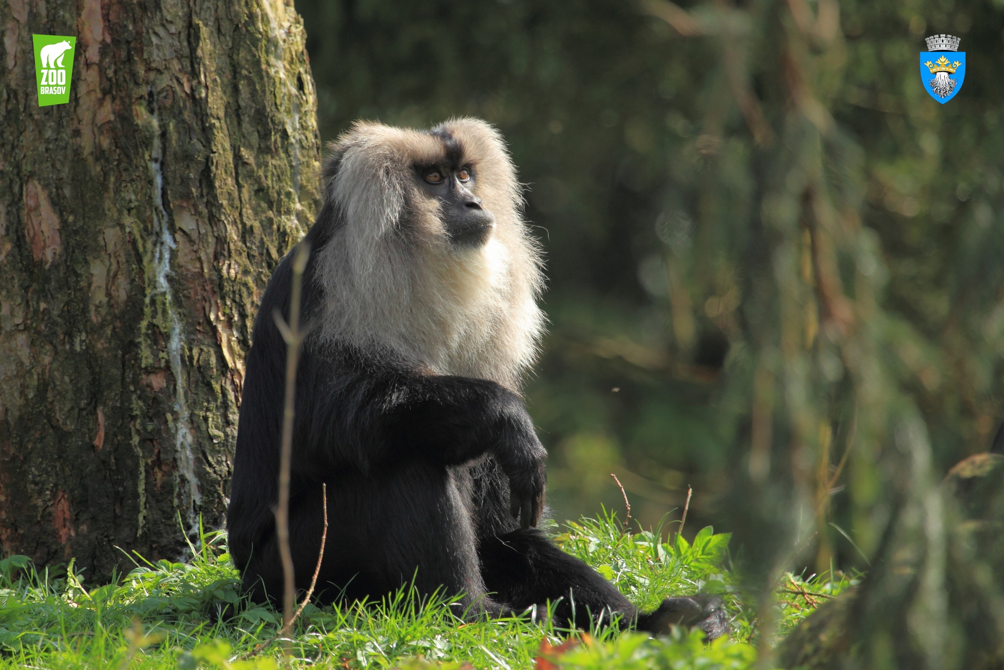 Macac / Zoo Brașov /